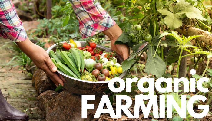 organic-mantra-image